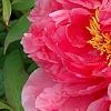 Paeonia 'Hatsu-Hinode', flowers