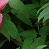 Paeonia 'Hatsu-Hinode', flowers