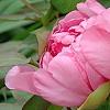 Paeonia 'Hatsu-Hinode', flowers