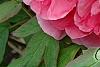 Paeonia 'Hatsu-Hinode', flowers