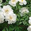 Paeonia 'Hira-No-Yuki', habit