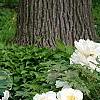 Paeonia 'Hira-No-Yuki', habit