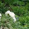 Paeonia 'Hira-No-Yuki', habit