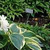 Paeonia 'Hira-No-Yuki', habit