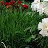 Paeonia 'Hira-No-Yuki', habit