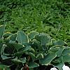Paeonia 'Hira-No-Yuki', habit