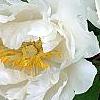 Paeonia 'Hira-No-Yuki', flowers