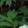 Paeonia 'Hira-No-Yuki', flowers
