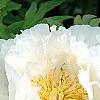 Paeonia 'Hira-No-Yuki', flowers