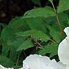 Paeonia 'Hira-No-Yuki', flowers