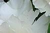 Paeonia 'Hira-No-Yuki', flowers