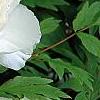 Paeonia 'Hira-No-Yuki', flowers