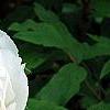 Paeonia 'Hira-No-Yuki', flowers