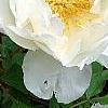 Paeonia 'Hira-No-Yuki', flowers