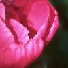 Paeonia lactiflora, flowers
