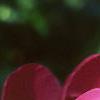 Paeonia lactiflora, flowers