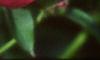 Paeonia lactiflora, flowers