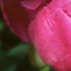 Paeonia lactiflora, flowers