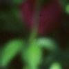 Paeonia lactiflora, flowers