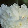 Paeonia lactiflora, flowers