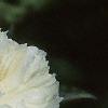 Paeonia lactiflora, flowers