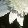 Paeonia lactiflora, flowers