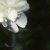 Paeonia lactiflora, flowers