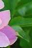 Paeonia 'Aurora Sunrise', flowers