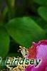 Paeonia 'Aurora Sunrise', flowers