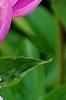 Paeonia 'Aurora Sunrise', flowers