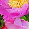 Paeonia 'Aurora Sunrise', flowers