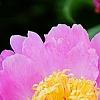 Paeonia 'Aurora Sunrise', flowers
