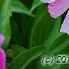Paeonia 'Aurora Sunrise', flowers
