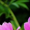 Paeonia 'Aurora Sunrise', flowers