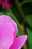 Paeonia 'Aurora Sunrise', flowers