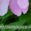 Paeonia 'Aurora Sunrise', flowers
