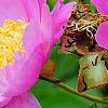 Paeonia 'Aurora Sunrise', flowers