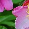 Paeonia 'Aurora Sunrise', flowers