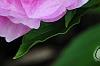 Paeonia 'Dinner Plate', flowers