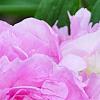 Paeonia 'Dinner Plate', flowers