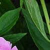 Paeonia 'Dinner Plate', flowers