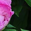 Paeonia 'Dinner Plate', flowers