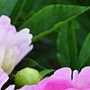 Paeonia 'Dinner Plate', flowers