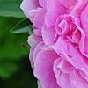 Paeonia 'Dinner Plate', flowers