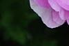 Paeonia 'Dinner Plate', flowers