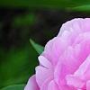 Paeonia 'Dinner Plate', flowers