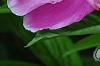 Paeonia 'Embraceable', flowers