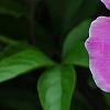 Paeonia 'Embraceable', flowers