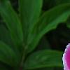 Paeonia 'Embraceable', flowers
