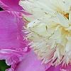 Paeonia 'Embraceable', flowers